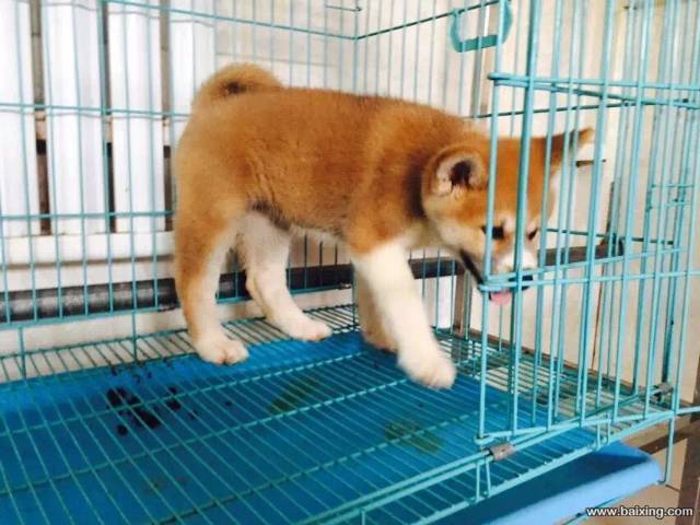 让您买到【精品秋田犬】顾客信赖的选择。