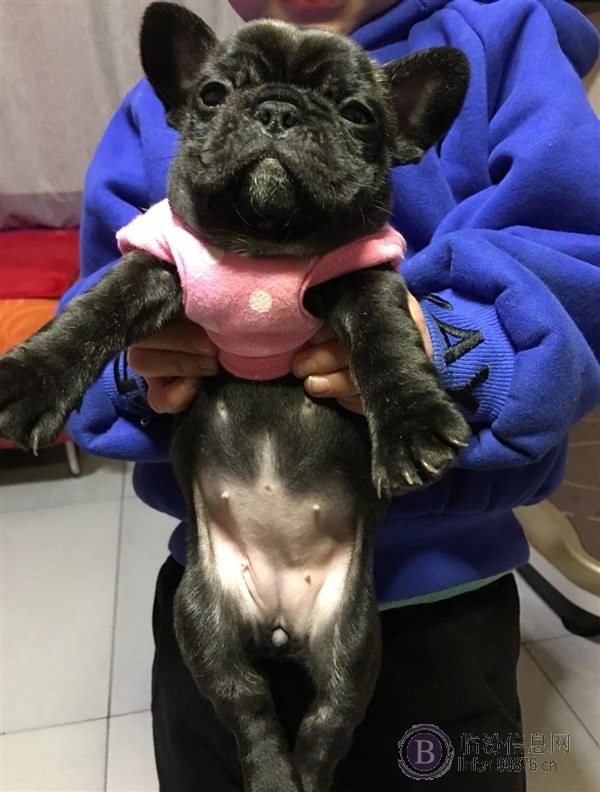 法牛幼犬